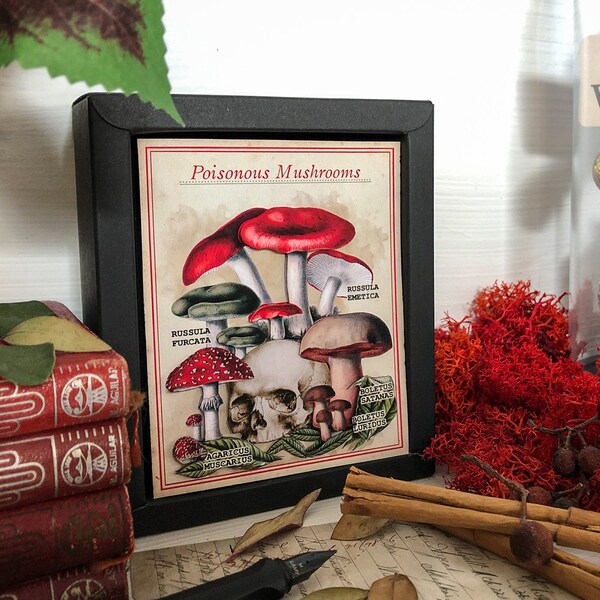Vintage Mushrooms Illustration Chart Home Decor • Mushrooms Home Decor • Mushrooms Shadow Box • Vintage Botanical Mushroom Art