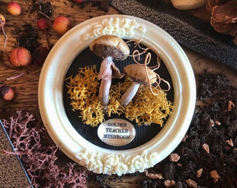 Golden Teacher Mushrooms - Mushroom Small Decor - Gifts for Mushroom Lovers - Mushroom Wall Art - Cabinet of Wonders - Pocket Size Frame