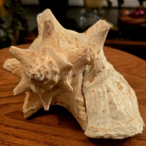 Decorative Conch Shell, Real Seashell