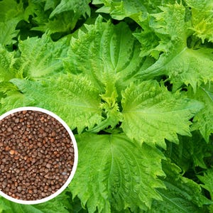 100+ Shiso (Perilla) - Green Ohba Ao Seeds Herb Non-GMO