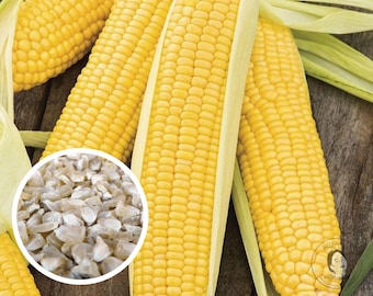 Corn, Honey Select Sweet Hyb (Yellow) Seeds, Non-GMO (150+ Seeds)