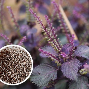 100+ Shiso (Perilla) - Purple (Red) Seeds Herb Heirloom Non-GMO