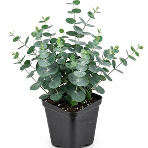 May include: A potted eucalyptus plant with round, silvery-green leaves. The plant is in a square, black plastic pot. The leaves have a slight blue-green hue, and the plant is well-established.