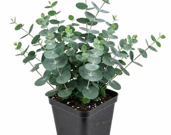Eucalyptus Baby Blue Spiral Starter Live Plant (2.5" pot)