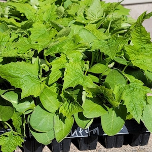 May include: A tray of young, vibrant green plant seedlings. The seedlings have large, textured leaves and are densely packed together. The plants are in a black plastic tray, ready for transplanting. The image is taken in natural light.