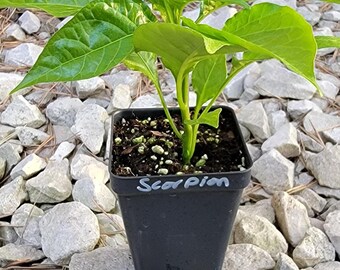 Scorpion (Trinidad Moruga) Pepper Starter Live Plants (2.5" pot)