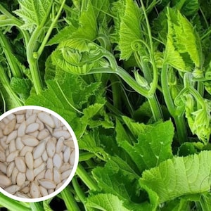May include: Close-up of a pile of white pumpkin seeds. The seeds are arranged in a circle and are surrounded by green leaves.