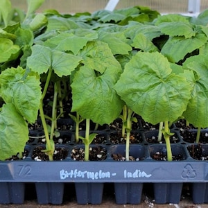 May include: A black plastic tray with 72 individual cells, each containing a small green bitter melon seedling. The tray is labeled "Bitter Melon - India" in white marker.