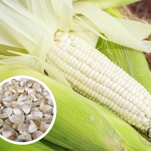 May include: Close-up of a white corn cob with husks. The kernels are visible and the cob is surrounded by green husks.