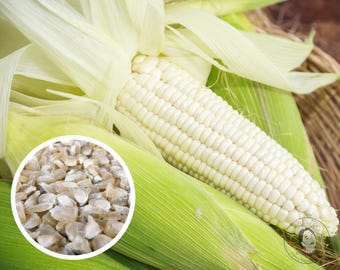 Silver King Sweet Corn Seeds – Hybrid Vegetable Seeds With Free Shipping