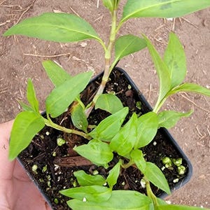 Może przedstawiać: Mała roślina doniczkowa z zielonymi liśćmi. Roślina znajduje się w czarnej plastikowej doniczce z brązową ziemią. Roślina rośnie w ogrodzie.