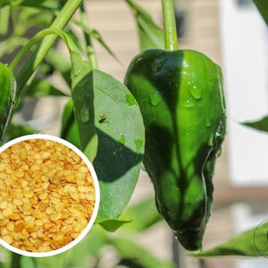 May include: Close-up of vibrant green peppers with water droplets, growing on a plant. A circular inset displays a pile of small, tan pepper seeds. The image showcases the natural beauty of fresh produce and the process of seed to harvest.