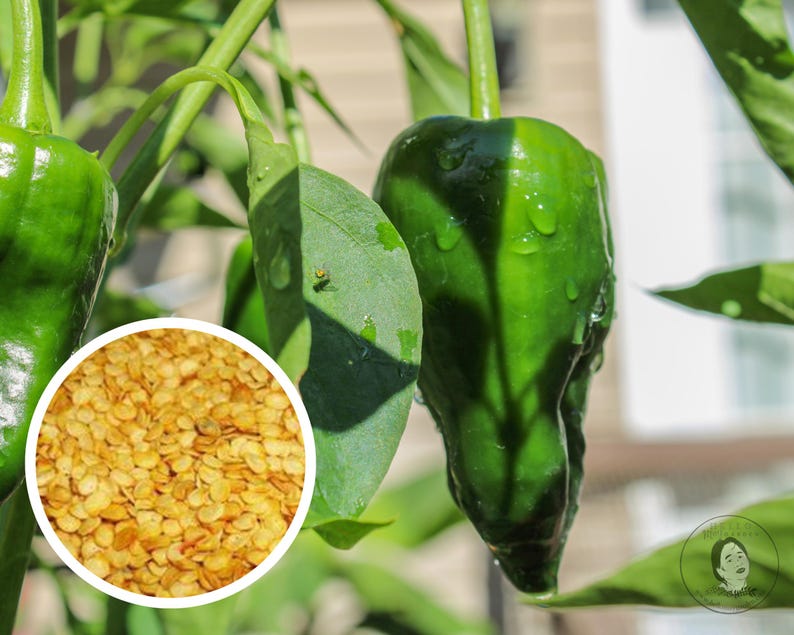 May include: Close-up of vibrant green peppers with water droplets, growing on a plant. A circular inset displays a pile of small, tan pepper seeds. The image showcases the natural beauty of fresh produce and the process of seed to harvest.