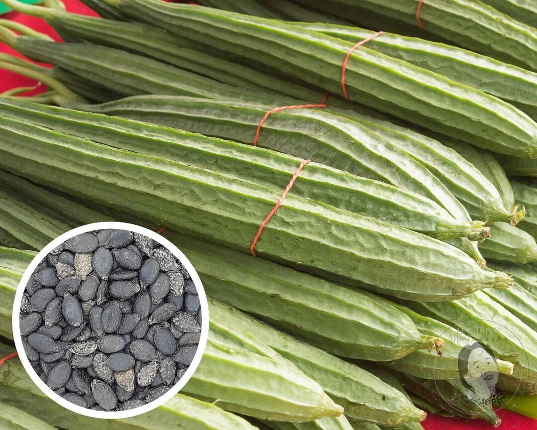 Ridge Gourd, Chinese Okra, Angled Luffa seeds, Heirloom Non-gmo (25 ...