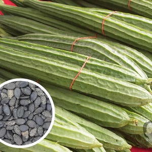 May include: A close-up of a pile of green loofah gourds, tied together with red rubber bands. A separate image shows a pile of black loofah seeds.
