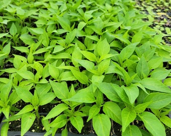 Thai Dragon (Cluster) Hot Thai Chili Pepper Starter Live Plants (4 Seedlings)