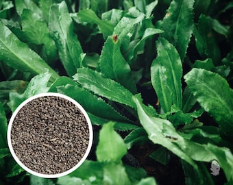 Culantro, Recao Herb Seeds, Heirloom Non-GMO (1000+ Seeds)
