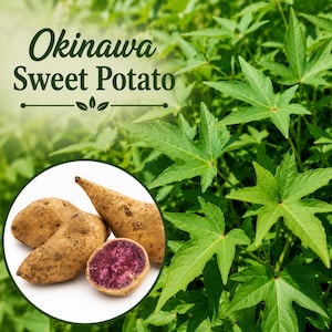 May include: Image of Okinawa Sweet Potatoes. The image shows several sweet potatoes with a light brown skin and a vibrant purple interior. The potatoes are in a white circle, surrounded by green leaves and the text "Okinawa Sweet Potato".