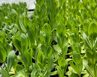 Lisianthus Flower, Mixed Variety Live Plant Starter (6 Seedlings)