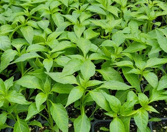 Green Hot Thai Chili Pepper Starter Live Plants (4 Seedlings)