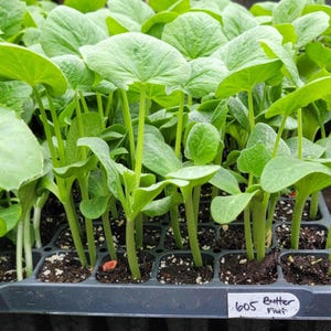 May include: Close-up of a tray of young Butter Fruit plants. The plants have large, green, heart-shaped leaves and sturdy stems. The tray is divided into individual cells filled with soil. A label reads "605 Butter Fruit".