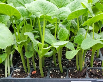 Waltham Butternut Squash Starter Live Plants (4 Seedlings)