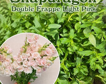 Snapdragon - Double Frappe Light Pink 2 Flower Live Plant Starter (2.5" pot)