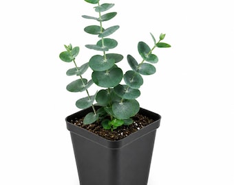 Eucalyptus Baby Blue Spiral Starter Live Plant (2.5" pot)