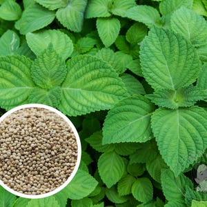 100+ Shiso (Perilla) - Green (Ao) Seeds Herb Heirloom Non-GMO