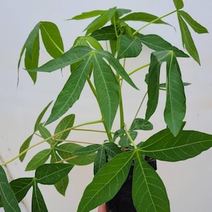 May include: A potted cassava plant with large, green, lobed leaves. The plant is in a black plastic pot and is being held by a hand.