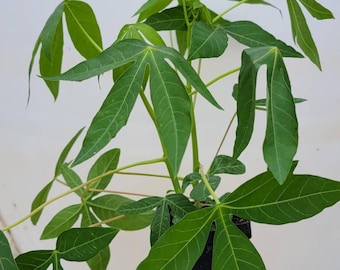 Cassava, Yuca (Manihot Esculenta) Live Plants (2.5" pot)