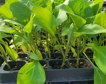 Little Finger Eggplant Starter Live Plants (4 Seedlings)