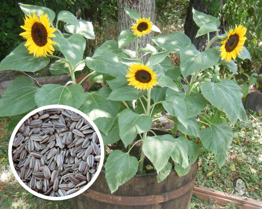 Flower, Sunflower Dwarf Sunspot Seeds, Non-gmo (50+ Seeds) - Etsy