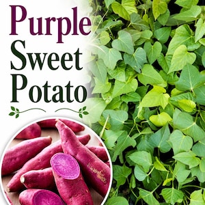 May include: Image features a cluster of vibrant purple sweet potatoes, some sliced to reveal their deep purple flesh. Lush green vines with heart-shaped leaves provide a contrasting backdrop. Text reads "Purple Sweet Potato".