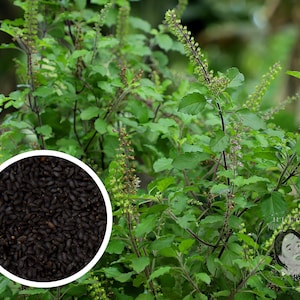 May include: Close-up of a green tulsi plant with black seeds. The plant has small green leaves and purple stems. The seeds are small and round.