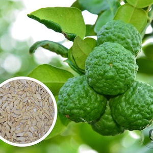 Kaffir Lime Tree - Citrus Hystrix Makrut Seeds