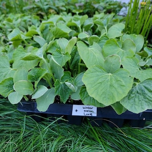 May include: A black plastic tray filled with green winter melon seedlings. The tray has a white label that reads "winter melon long".