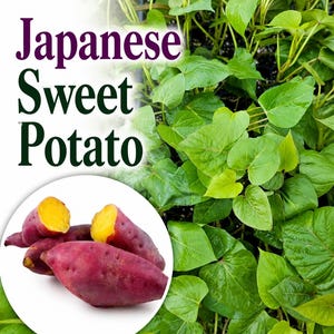 May include: Image of Japanese Sweet Potato with a vibrant display of purple-skinned sweet potatoes with yellow flesh, set against a backdrop of lush green leaves. The text "Japanese Sweet Potato" is displayed in a stylized font.