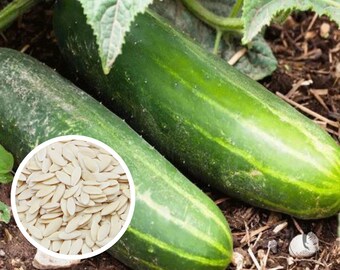 thumbnail image 2 of 'Straight Eight' Cucumber Seeds - Heirloom, Non-GMO, 50+ Count For Planting 2 of 4