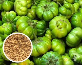 African Eggplant Green Bitter Seeds, Heirloom Non-GMO (50+ Seeds)