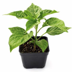 May include: A small green plant with large, textured leaves in a square black plastic pot. The plant has a central stem with multiple leaves extending outwards. The soil is visible at the top of the pot.