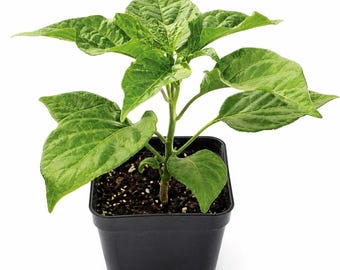 Aji Charapita Pepper Live Starter Plant (2.5" pot)