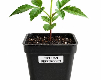 Sichuan Pepper (Zanthoxylum simulans) Live Plant (2.5" pot)