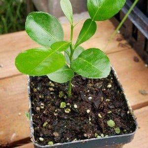 May include: A small potted plant with vibrant green leaves. The plant is labeled "2-4 inches" in a white rectangle. The pot is square and filled with dark soil. The background is blurred, suggesting an outdoor setting.