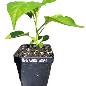 May include: A green pepper plant in a black plastic pot with the words "BIG WIKI WIKI" written on the side.