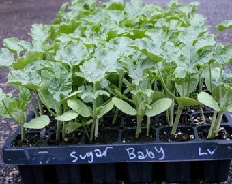 Sugar Baby Watermelon Starter Live Plants (4 Seedlings)