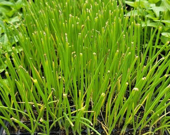Candy (F1) Yellow Onions Live Starter Plants (Approx. 30 Plants)