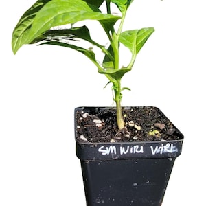 May include: A small green plant with a single stem growing in a black plastic pot. The pot has a white label that says "SM Wiru Wiru".