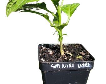 Wiri Wiri (Small) Pepper Starter Live Plants (2.5" pot)