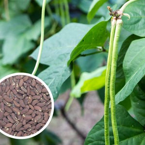 May include: Close-up of long green yardlong beans growing on a vine. The beans are long and slender, with a smooth surface. A pile of brown kidney beans is shown in a circle in the foreground.